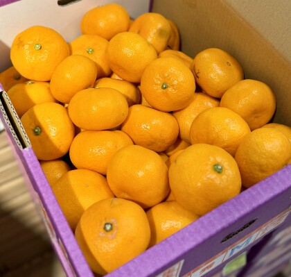 12月26日のおすすめ！箱入り『三ケ日みかん』