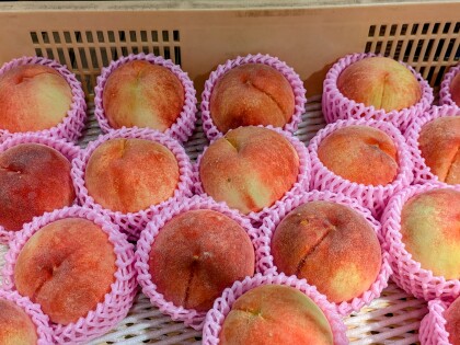 8月23日のおすすめ！ 『桃（川中島白桃）』