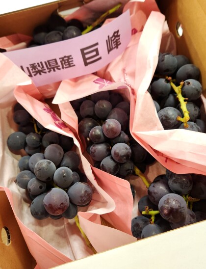 8月19日のおすすめ!ぶどう2種『巨峰』『藤稔』🍇