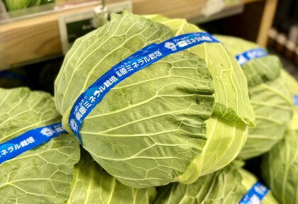 11月1日のおすすめ!群馬県産『霜降りキャベツ』