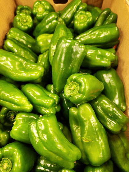 2月28日のおすすめ!宮崎県産『ピーマン』