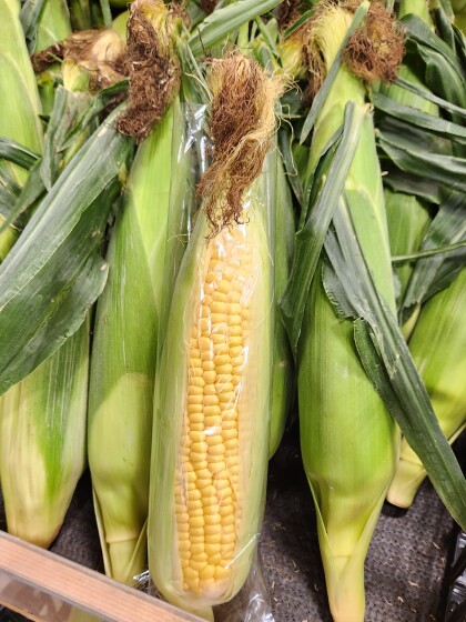 7月9日のおすすめ！とうもろこし🌽『恵味（めぐみ）』🌽