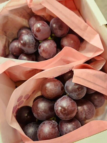8月19日のおすすめ!ぶどう2種『巨峰』『藤稔』🍇