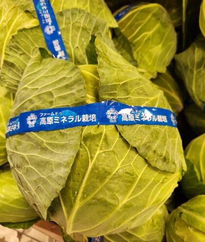 10月27日のおすすめ！群馬県産『キャベツ』
