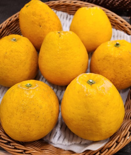 4月7日のおすすめ!『宇和ゴールド』