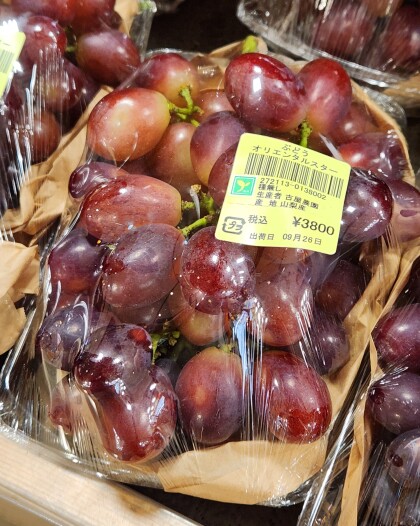 9月28日のおすすめ!古屋農園 ぶどう🍇『オリエンタルスター』