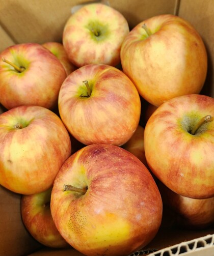 9月27日のおすすめ！訳ありりんご🍎箱入り🍎『サンつがる』『シナノドルチェ』