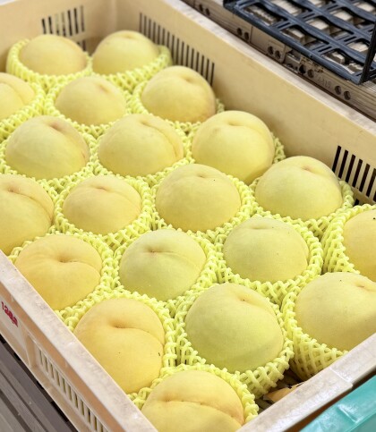 8月20日のおすすめ！山梨県産 『桃（黄金桃）』