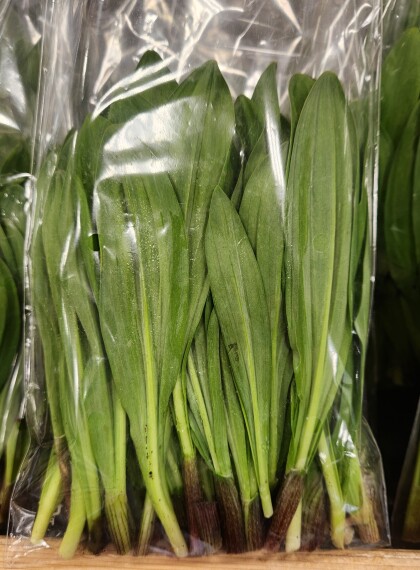 4月12日のおすすめ！『行者にんにく』