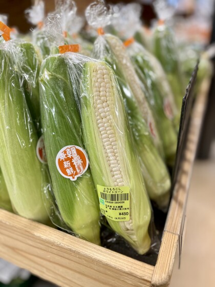 6月29日のおすすめ！古木農園さんの野菜