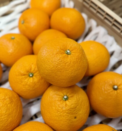 3月11日のおすすめ！『紅甘夏』