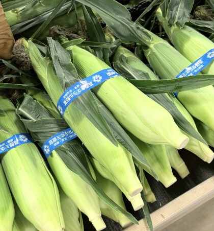 8月21日のおすすめ!とうもろこし『恵味ゴールド』