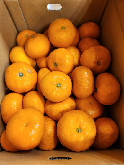 2月6日のおすすめ！『箱入り長崎みかん』