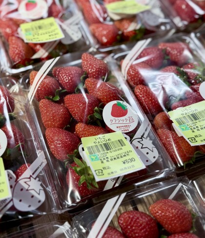 5月22日のおすすめ!クラシックいちご『やよいひめ』🍓