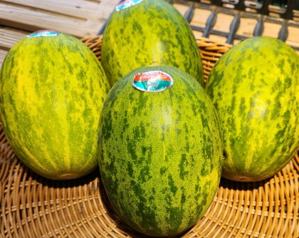 3月13日のおすすめ!『パパイヤメロン』