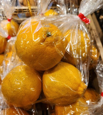 2月1日のおすすめ！柑橘『不知火（しらぬい）』