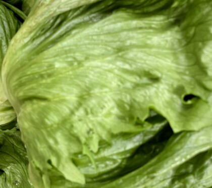 11月27日のおすすめ!『レタス』