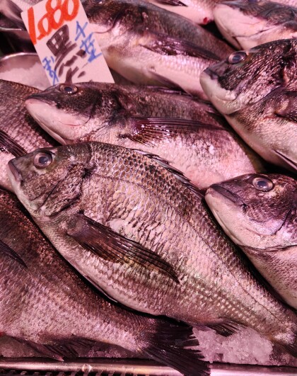 4月12日のおすすめ！千葉県産『天然黒鯛』