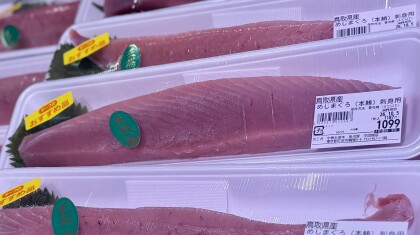 10月4日のおすすめ！鳥取県産『めじまぐろ(本鮪)刺身用』