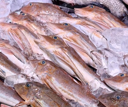 4月25日のおすすめ！対面コーナーより千葉県産『ほうぼう』