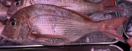 4月6日のおすすめ!🐟毎月3~7日はさかなの日🐟愛媛県産『真鯛』