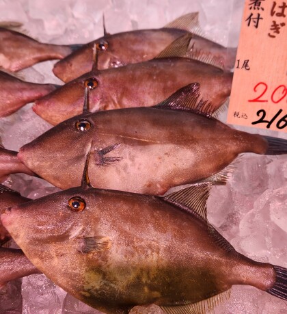 6月9日のおすすめ!岩手県産『うまづらはぎ』🐟