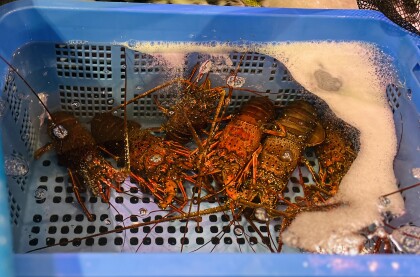7月5日のおすすめ！『活伊勢海老』と『活さざえ』