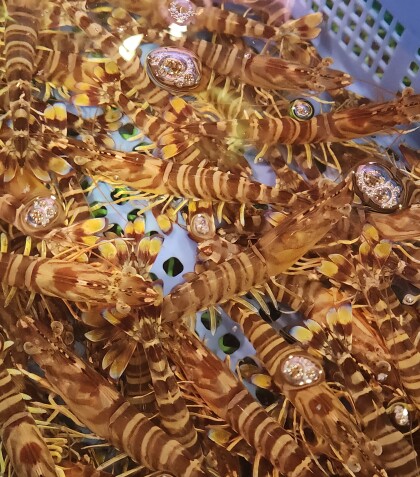 12月21日のおすすめ！『活車海老』