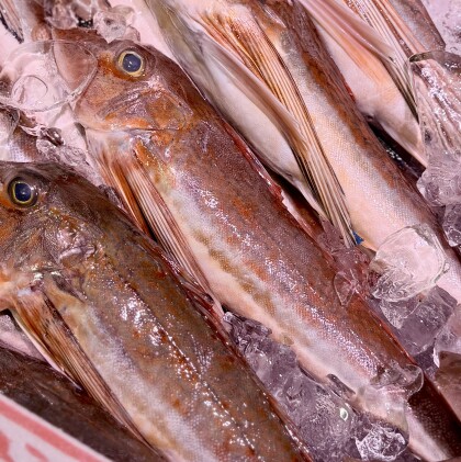 4月25日のおすすめ！対面コーナーより千葉県産『ほうぼう』