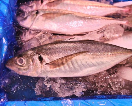 10月19日のおすすめ！鳥取県産『まあじ』