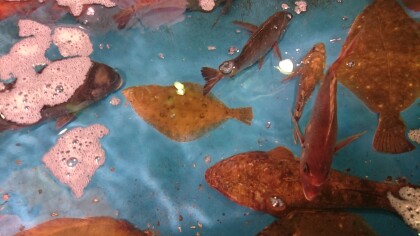 4月9日のおすすめ 生け簀の旬魚 魚河岸 中與商店 ショップトピックス グランベリーパーク