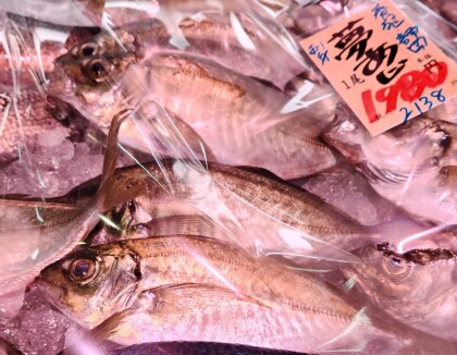 4月18日のおすすめ！本日14時から『生本まぐろ 柵取即売会』🐟