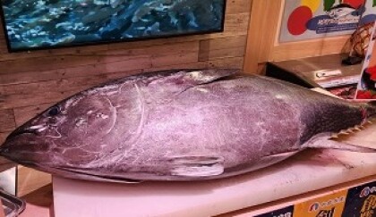 4月18日のおすすめ！本日14時から『生本まぐろ 柵取即売会』🐟