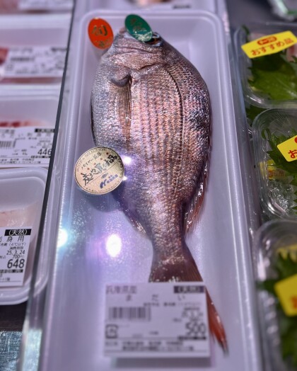 3月22日のおすすめ！天然『くろだい刺身用』