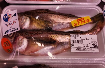 11月4日のおすすめ!『11月 イイ!さかなの日』