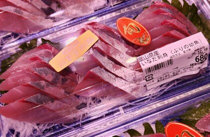 12月18日のおすすめ!『いなだ刺身』(ぶりの幼魚)