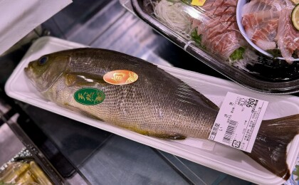 3月5日のおすすめ！三重県産『いさき』