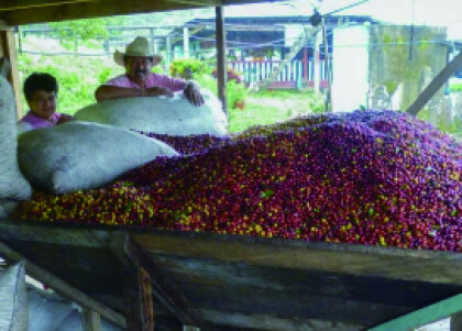 新入荷！【プラナダス トリマ デカフェ/コロンビア】伝統的農法によるオーガニックデカフェコーヒー