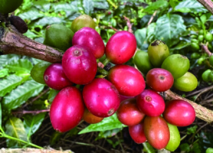 再入荷！古き良きコロンビアの味【ブルセラス クリムゾン/コロンビア】