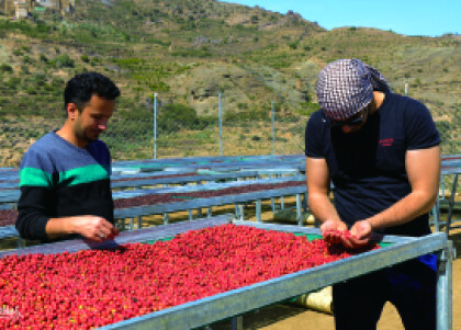 再入荷！ 【 モカ マタル ショコラータ/イエメン】モカ発祥の国アラブで唯一のコーヒー