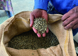 新入荷!【ジェントリースイート/パプアニューギニア】小規模農家の環境、品質の両方を高めた有機農法のコーヒー