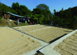 新入荷!【シエラアズール デカフェ/メキシコ】青い山脈で栽培され、マウンテンウォータープロセス処理の有機認証デカフェコーヒー