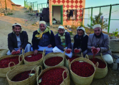 再入荷！ 【 モカ マタル ショコラータ/イエメン】モカ発祥の国アラブで唯一のコーヒー