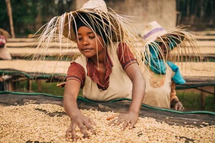 新入荷!【イルガチェフェ ヒルト&マダー/エチオピア】コーヒー生産20年以上の経験をもつ二人の姉妹が手掛けたコーヒー