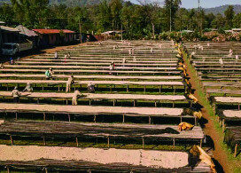 新入荷!【イルガチェフェ ヒルト&マダー/エチオピア】コーヒー生産20年以上の経験をもつ二人の姉妹が手掛けたコーヒー