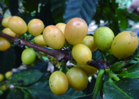 今週のおすすめ【アンデスレセルバ/エクアドル】アプリポイント2倍商品