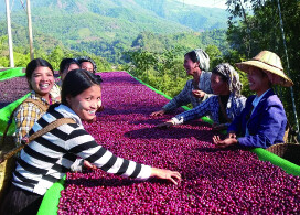 新入荷!【マスカット ブルーム ナチュラル/ミャンマー】ミャンマー秘境の地チン州で栽培されたナチュラル製法のコーヒー