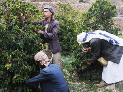 再入荷！ 【 モカ マタル ショコラータ/イエメン】モカ発祥の国アラブで唯一のコーヒー