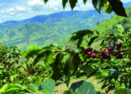 新入荷！【プラナダス トリマ デカフェ/コロンビア】伝統的農法によるオーガニックデカフェコーヒー