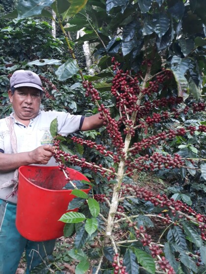 ☆今週のおすすめ☆( ユンガスグリーンバレー/ ボリビア)  南米の秘境ユンガスのコーヒー 家族単位の自然栽培